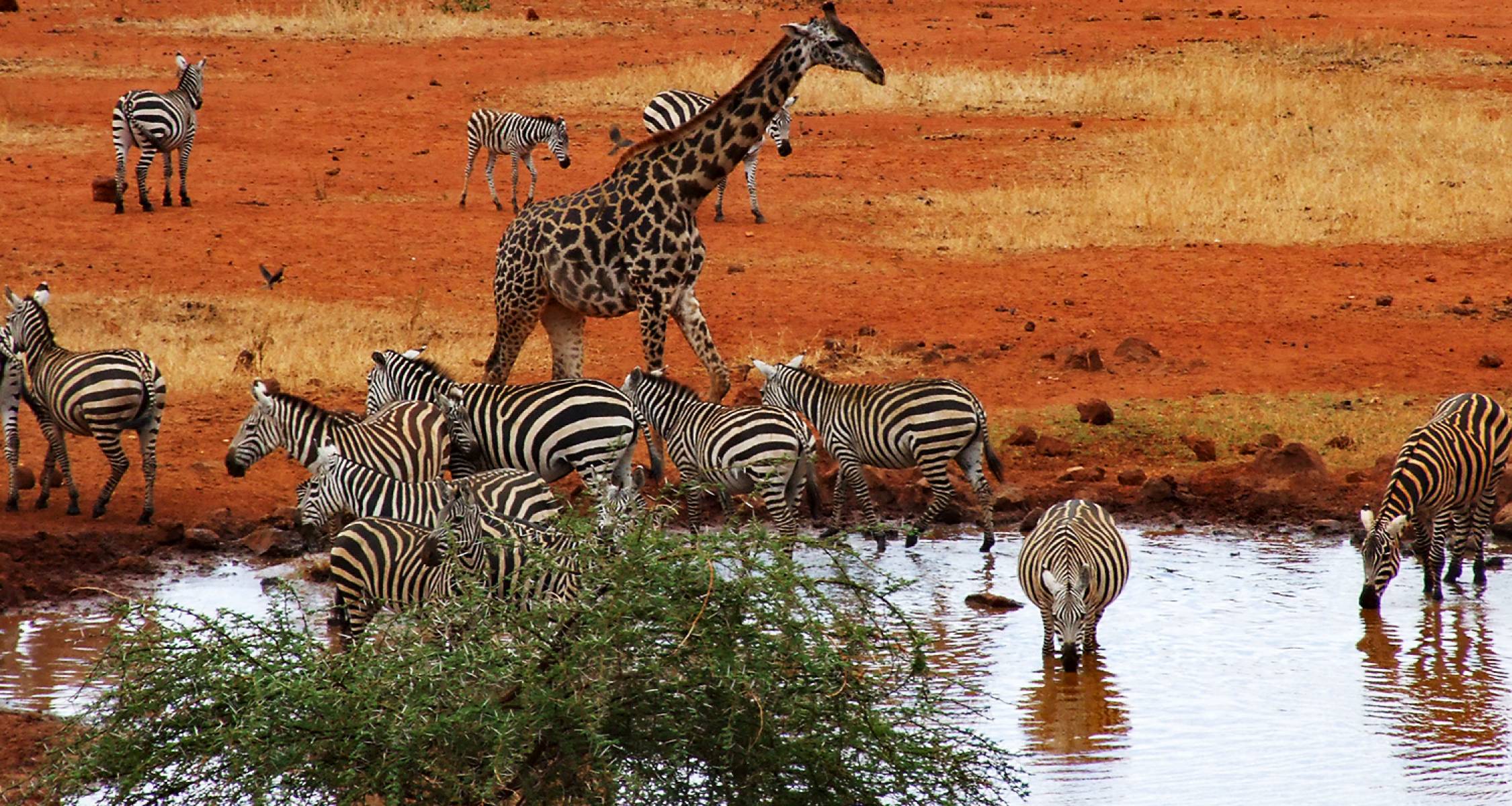 Safari in Kenya